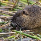 Coipo (Myocastor coypus)